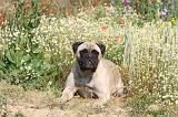 BULLMASTIFF 237